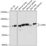 UTP6 Polyclonal Antibody