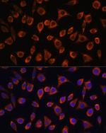 MRPL43 Antibody in Immunocytochemistry (ICC/IF)