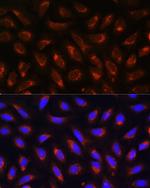 MRPL43 Polyclonal Antibody