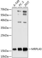 MRPL43 Antibody in Western Blot (WB)
