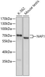 NAF1 Polyclonal Antibody