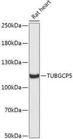 GCP5 Polyclonal Antibody