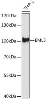 EML3 Polyclonal Antibody