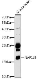 NAP1L5 Antibody in Western Blot (WB)