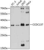 CCDC137 Polyclonal Antibody