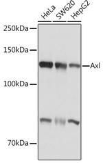 Axl Antibody in Western Blot (WB)
