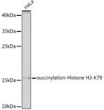 Succinyl-Histone H3 (Lys79) Polyclonal Antibody