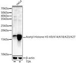Histone H3ac (pan-acetyl) Polyclonal Antibody
