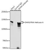 DHX9 Antibody in Immunoprecipitation (IP)