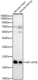MT-ATP6 Antibody in Western Blot (WB)