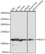 ALG13 Polyclonal Antibody