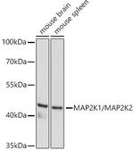 MEK1/MEK2 Polyclonal Antibody