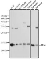 PIN4 Polyclonal Antibody