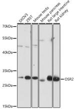 OSR2 Polyclonal Antibody