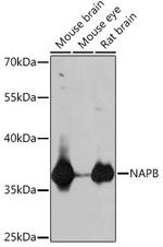 NAPB Polyclonal Antibody
