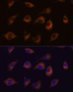 HSPB11 Polyclonal Antibody