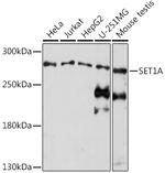 SETD1A Polyclonal Antibody