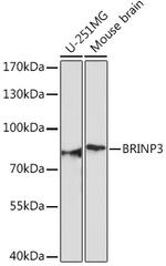 FAM5C Antibody in Western Blot (WB)
