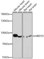 PCQAP Antibody in Western Blot (WB)