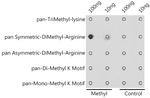 Symmetric Di-Methyl Arginine Antibody in Dot Blot (DB)