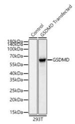 GSDMD Antibody in Western Blot (WB)
