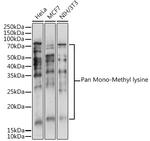 Mono-Methyl Lysine Antibody in Western Blot (WB)