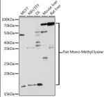 Mono-Methyl Lysine Antibody in Western Blot (WB)