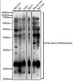 Mono-Methyl Lysine Antibody in Western Blot (WB)