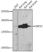 DIP2C Antibody in Western Blot (WB)