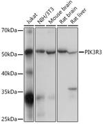 PI3K p85/p55 Antibody in Western Blot (WB)