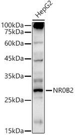 NR0B2 Antibody in Western Blot (WB)