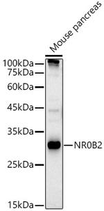 NR0B2 Polyclonal Antibody