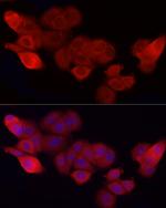 CD47 Polyclonal Antibody