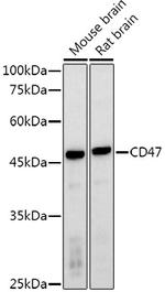 CD47 Antibody in Western Blot (WB)