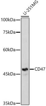 CD47 Antibody in Western Blot (WB)