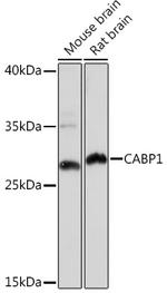 CABP1 Antibody in Western Blot (WB)