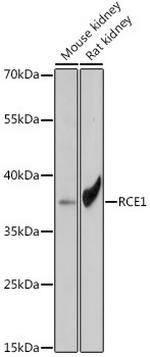 RCE1 Antibody in Western Blot (WB)