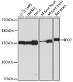 Importin 7 Polyclonal Antibody
