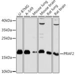 JM4 Polyclonal Antibody