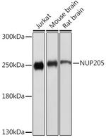 NUP205 Polyclonal Antibody