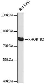 RhoBTB2 Polyclonal Antibody
