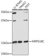 MRPS18C Polyclonal Antibody