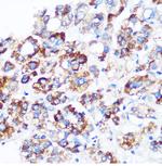 C9orf114 Polyclonal Antibody