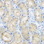 C9orf114 Antibody in Immunohistochemistry (Paraffin) (IHC (P))