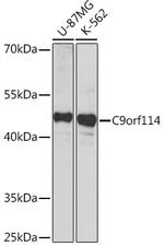 C9orf114 Antibody in Western Blot (WB)