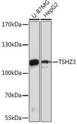TSHZ3 Polyclonal Antibody