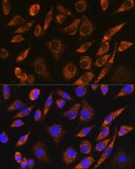 BRUNOL5 Polyclonal Antibody
