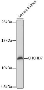 CHCHD7 Antibody in Western Blot (WB)