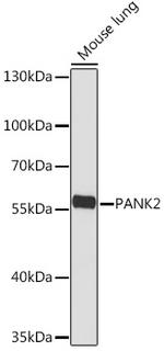 PANK2 Polyclonal Antibody