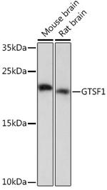 GTSF1 Polyclonal Antibody